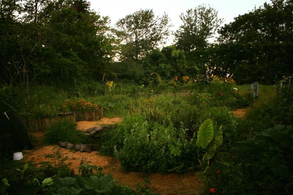 Our beautiful edible gardens