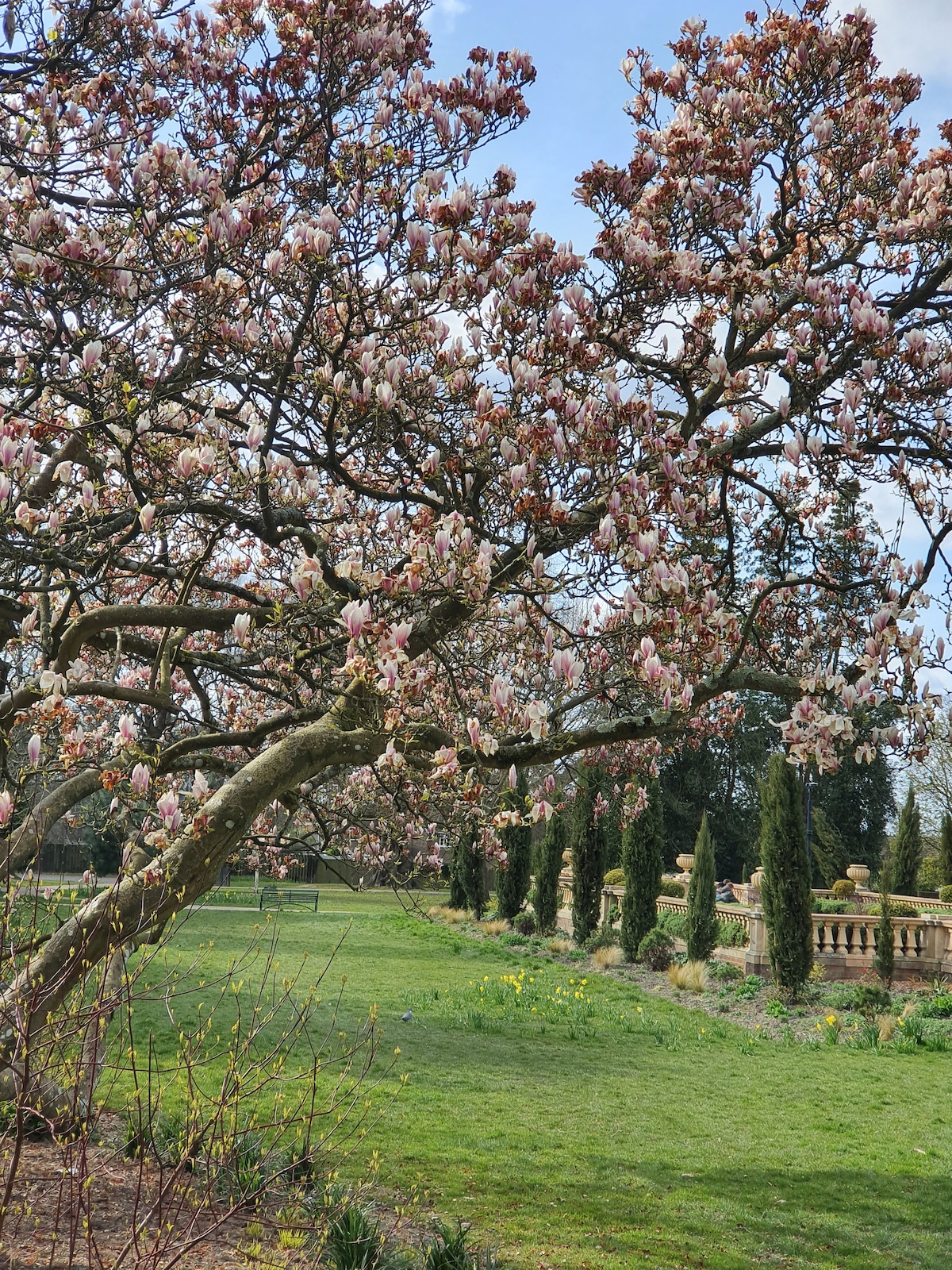 A flowering tree stretches its branches adorned with pink blossoms, offering a vibrant contrast against a lush green lawn. The manicured garden features neatly arranged plants along a stone balustrade, with a hint of eastern decorative elements in the background.