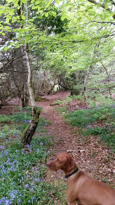 Airds Wood