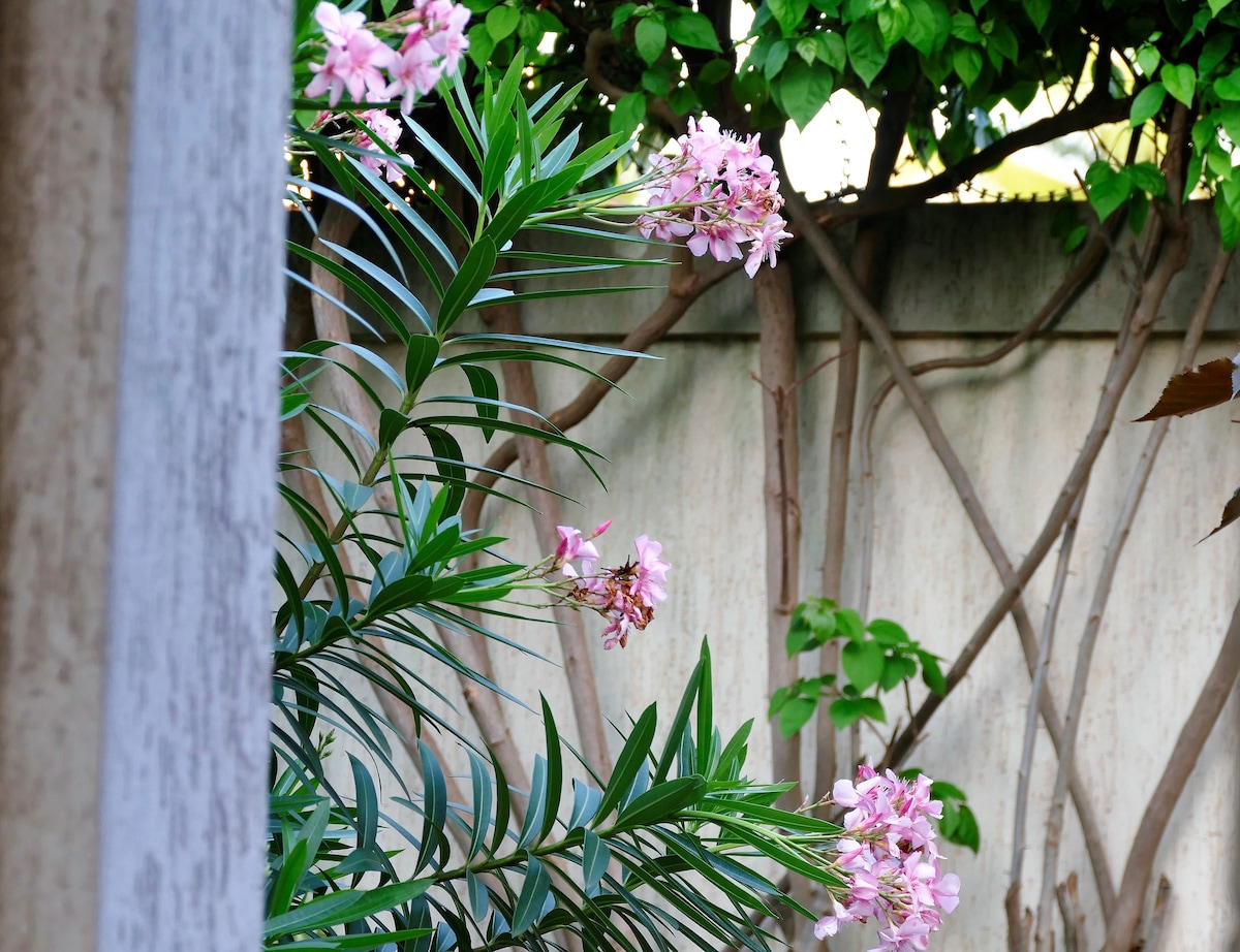 A lush garden corner is depicted, featuring greenery and flowering plants. Pink blooms are visible against a backdrop of climbing vines and a textured wall, creating a serene outdoor space filled with natural beauty.