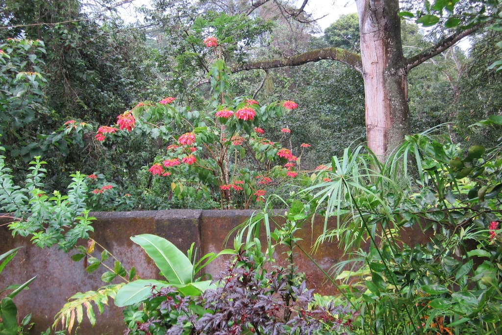 Jardín exterior del frente de la casa
