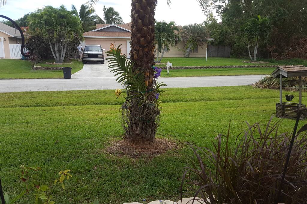 Part of front yard