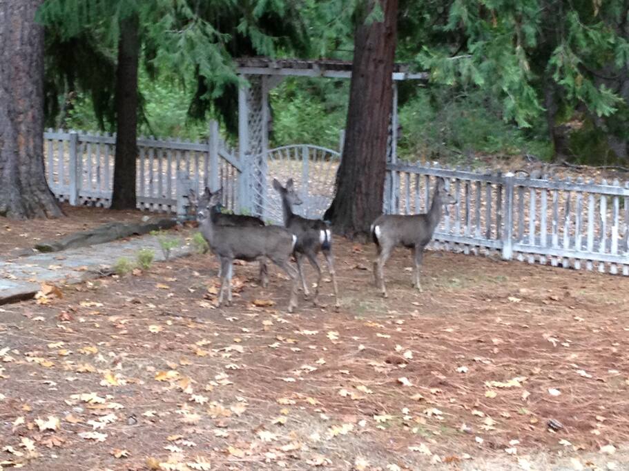 Wildlife in our garden