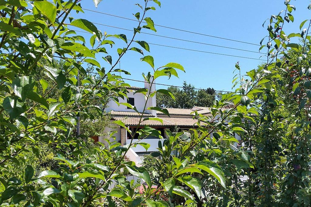 Green garden of the hole house