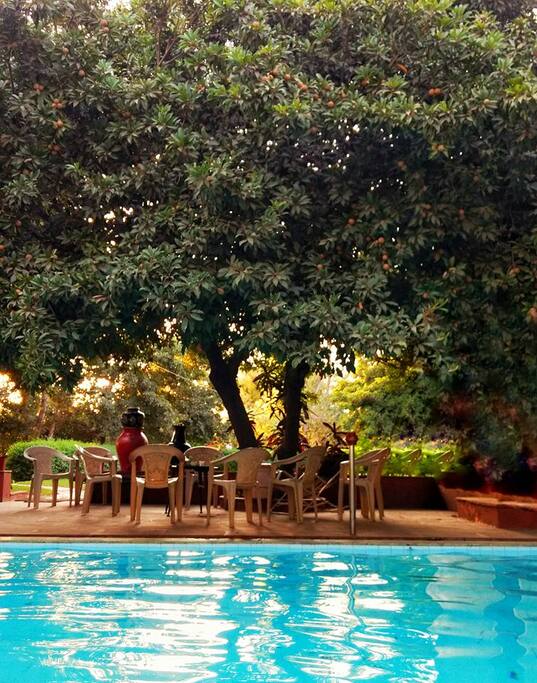Cozy chill spot by the pool, under a Chikoo tree.