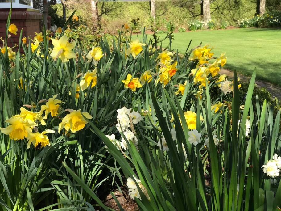 Daffodils in Spring
