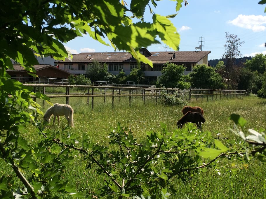 Weiden FarmersPlace