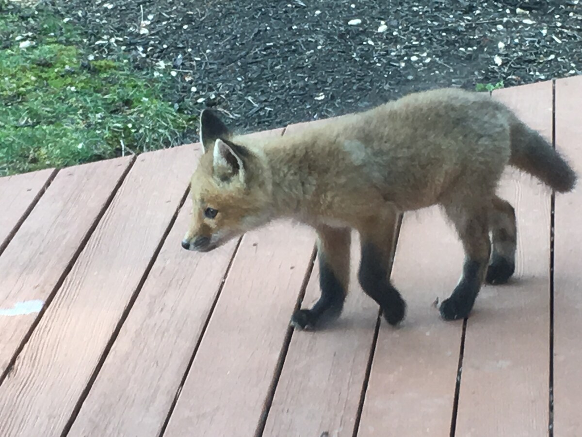 A young fox is seen walking on a wooden deck, displaying a soft fur coat with hints of orange and brown. Its ears are perked up, and its paws are darkened at the tips, contrasting with the lighter fur. The surrounding grassy area is visible in the background.