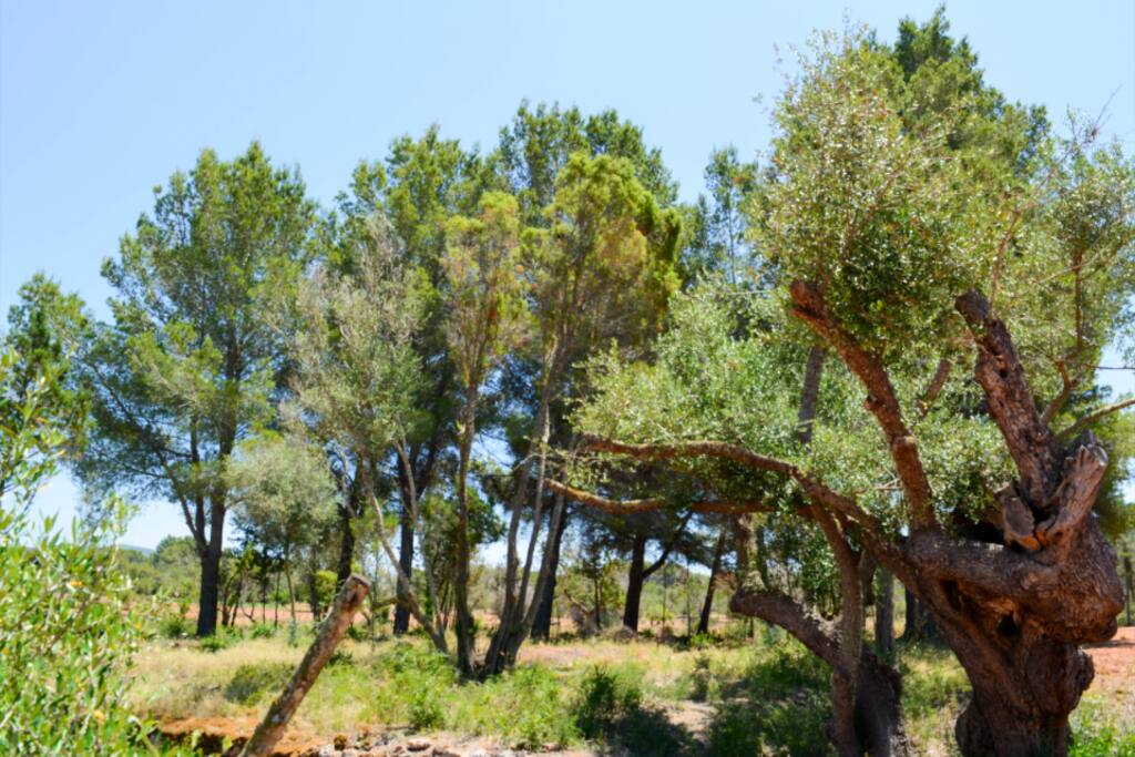 BOSQUE CERCA LA CASA