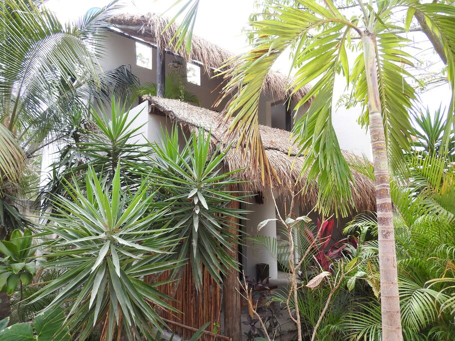 Jungle living