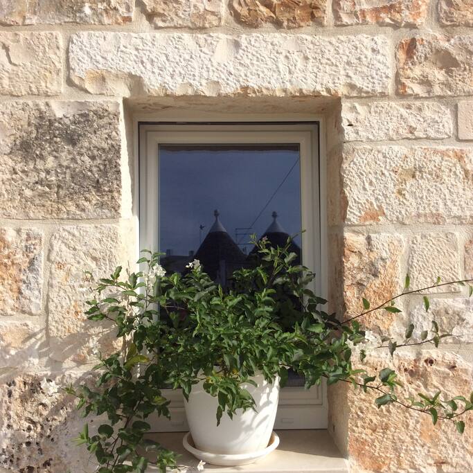 fiori e piante del trullo