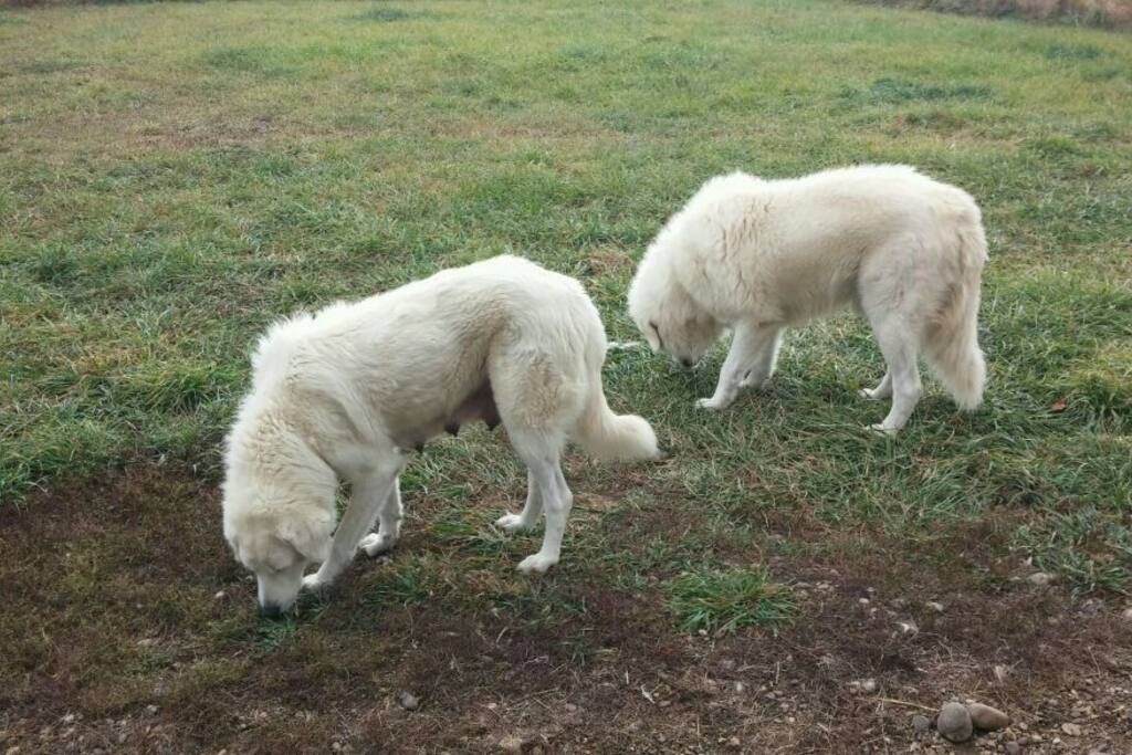 Working dogs in the pasture