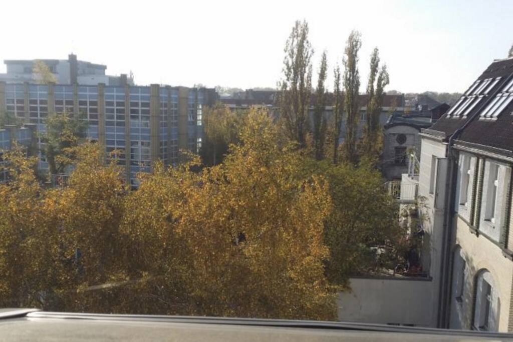 from the kitchen window