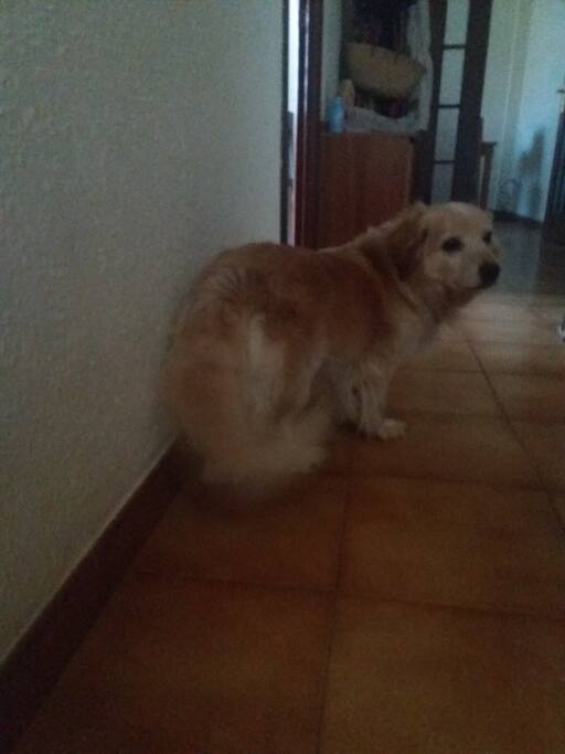 Perrito adorable y muy cariñoso. Se llama Tito.