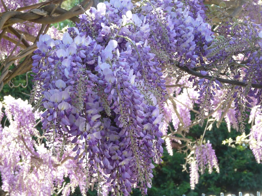 Notre glycine court le long de la clôture en avril mai.