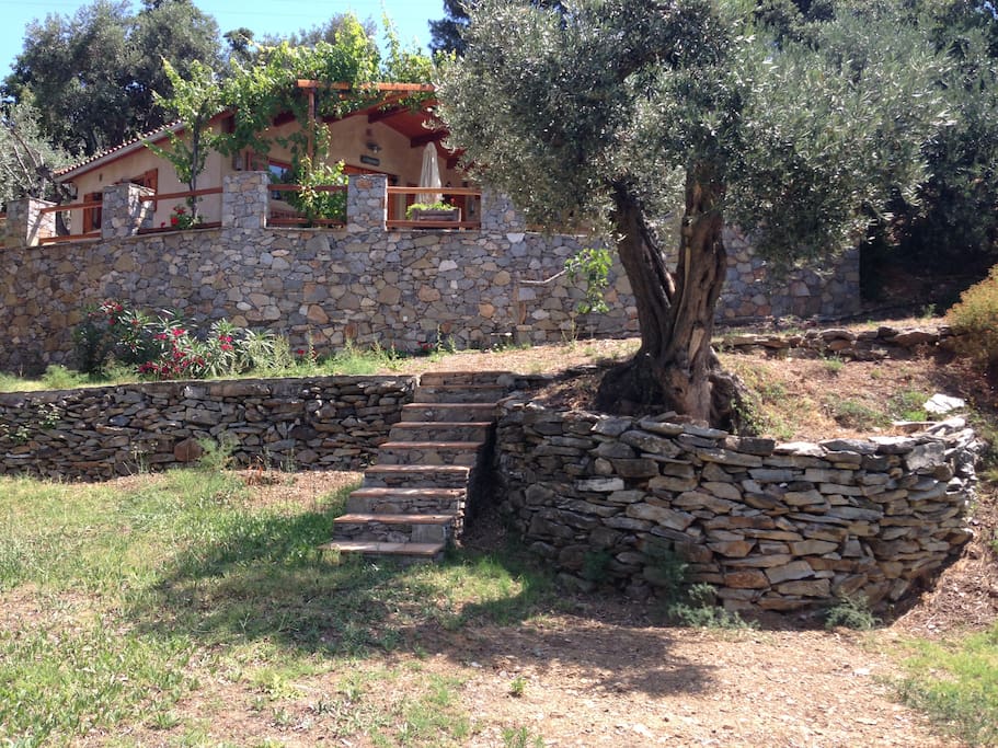 The private garden with a lots of olive trees