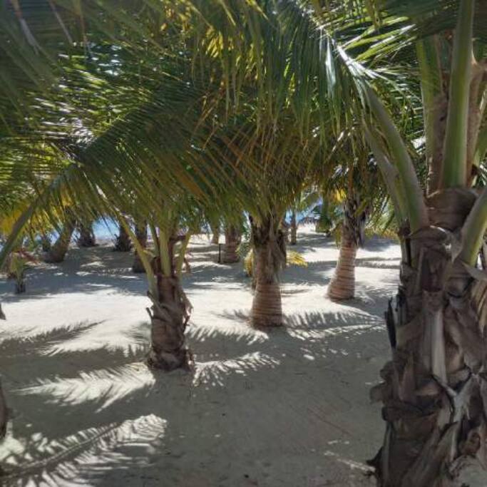 Diviertete bajo la sombra de nuestras palmeras.
