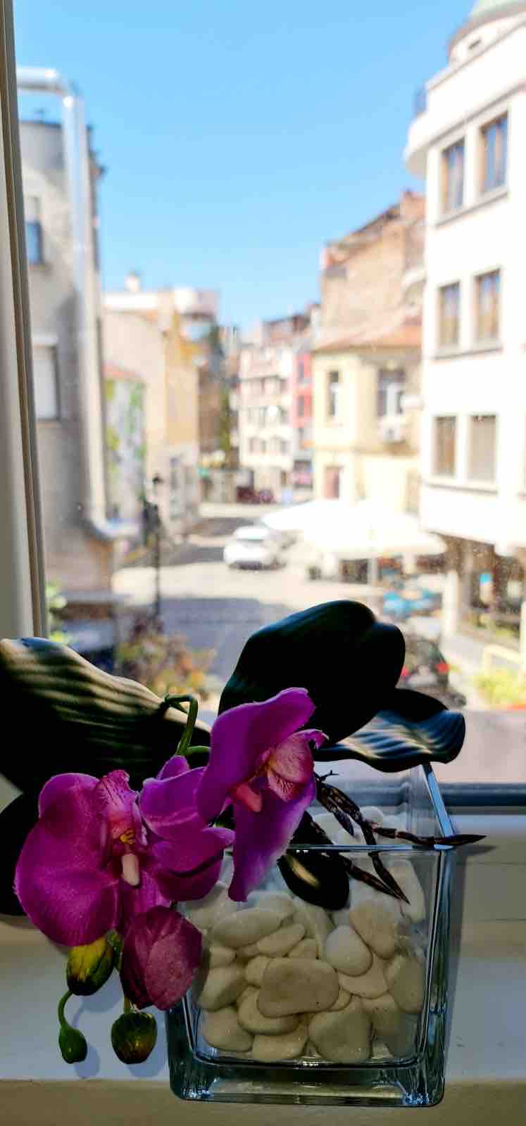 A view from the window presents a vibrant streetscape filled with buildings in various shades. A blurred cafe can be seen in the background, while a potted orchid with pink flowers adorned with pebbles rests on the windowsill, adding a natural touch to the scene.