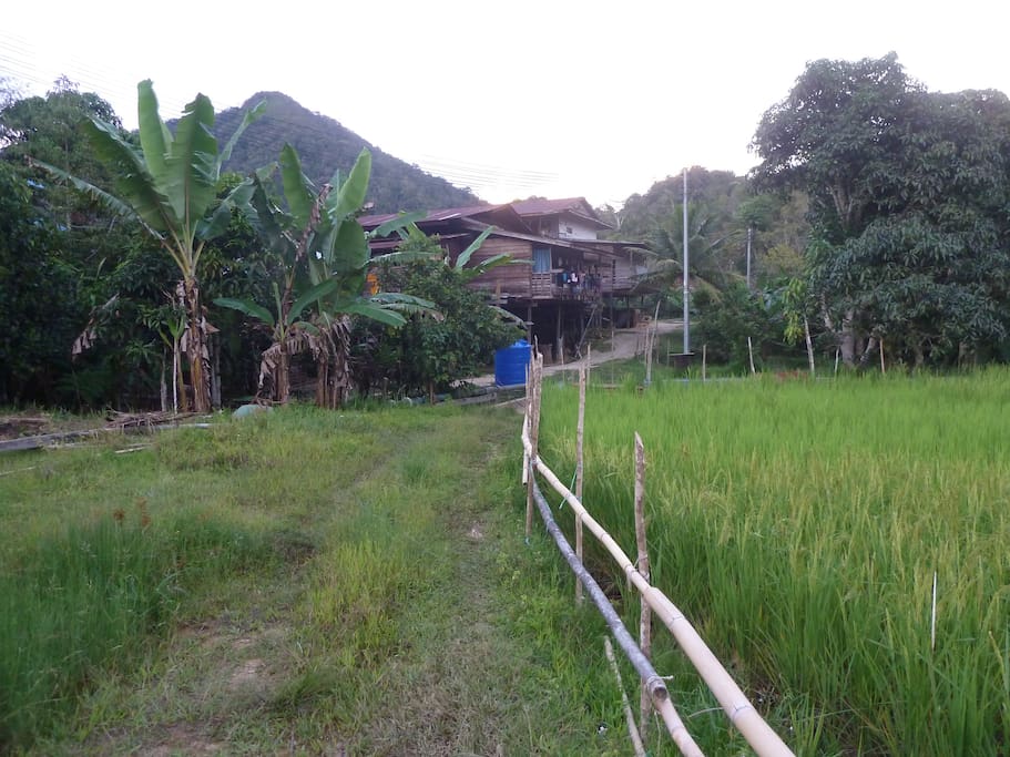 rice field next to longhouse