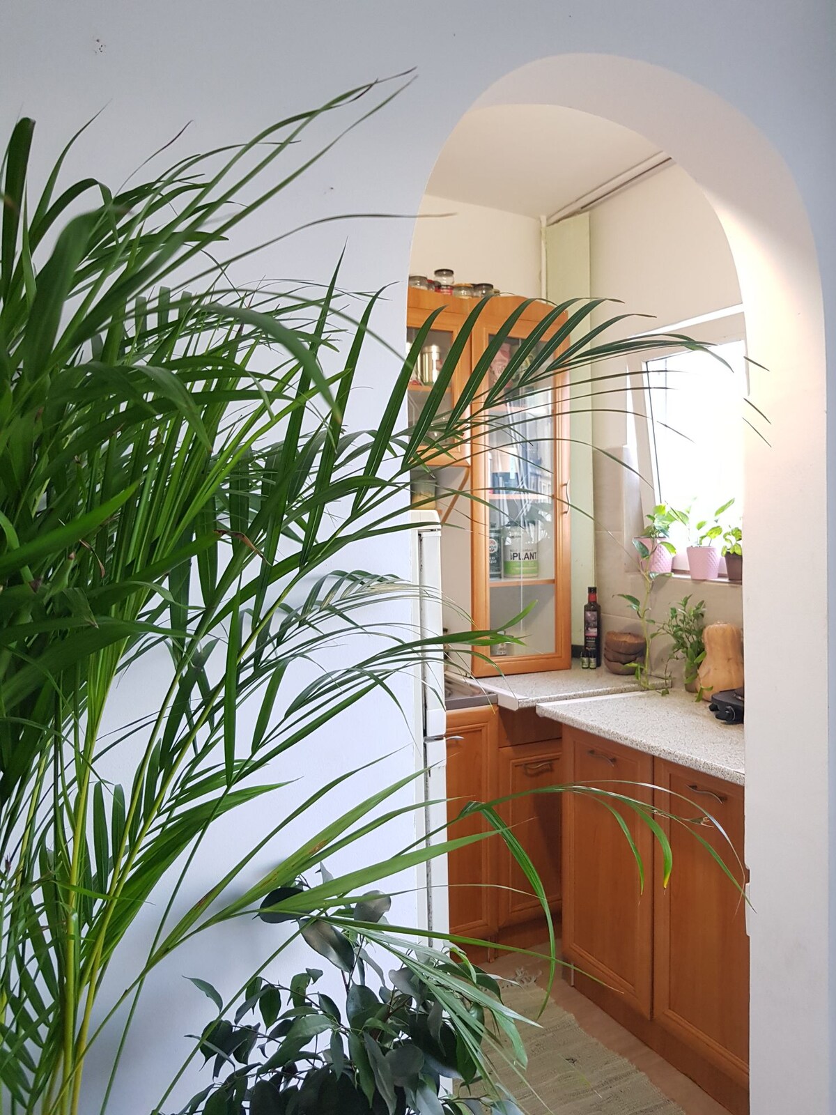 An inviting kitchen area is framed by a softly arching entryway, featuring wooden cabinetry and a countertop complemented by plants. Natural light filters in through a nearby window, creating a calm ambiance enhanced by greenery.