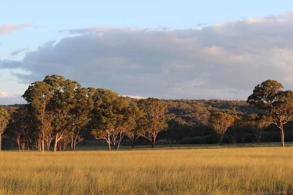 View across the house paddock from homestead