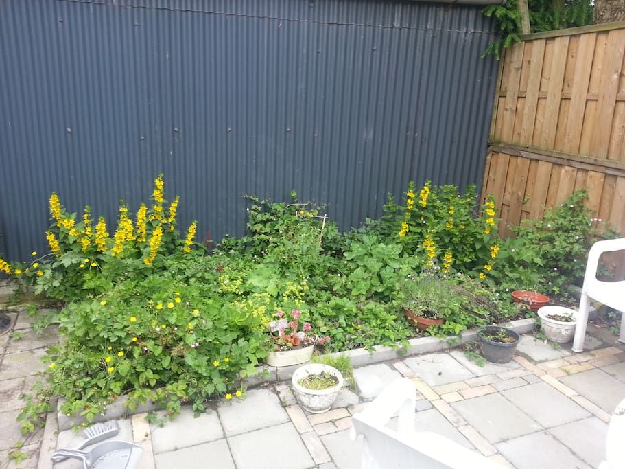 Een grote tuin met veel zon