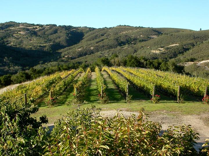 Vineyard Cottage with Stunning View