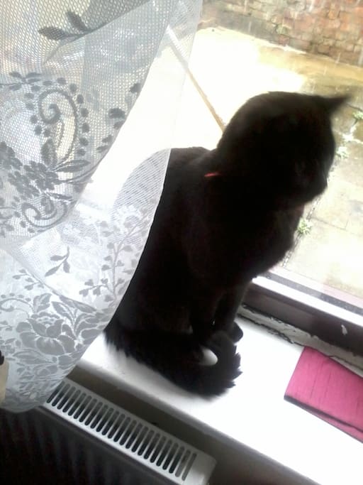 this is Midnight, my cat, he loves to climb out from the window if open