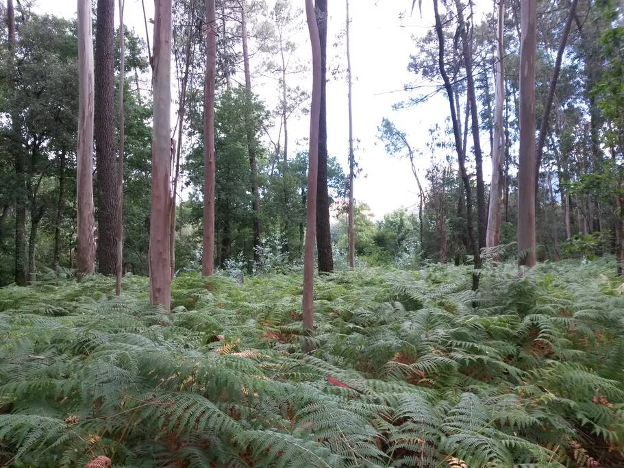 El bosque majico. The magic forest