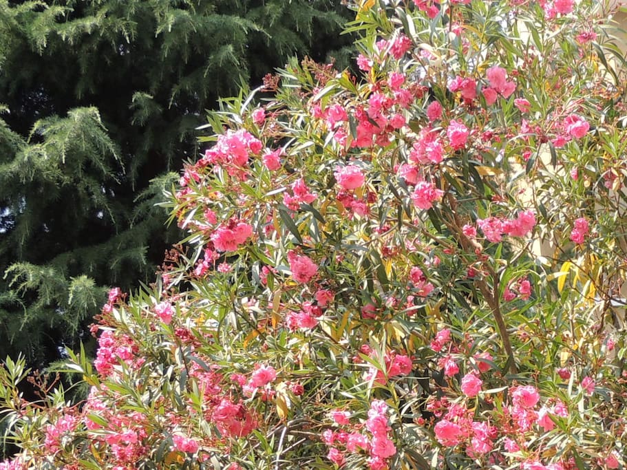 Estate: giardino interno