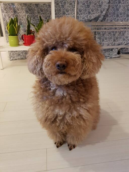 Maru