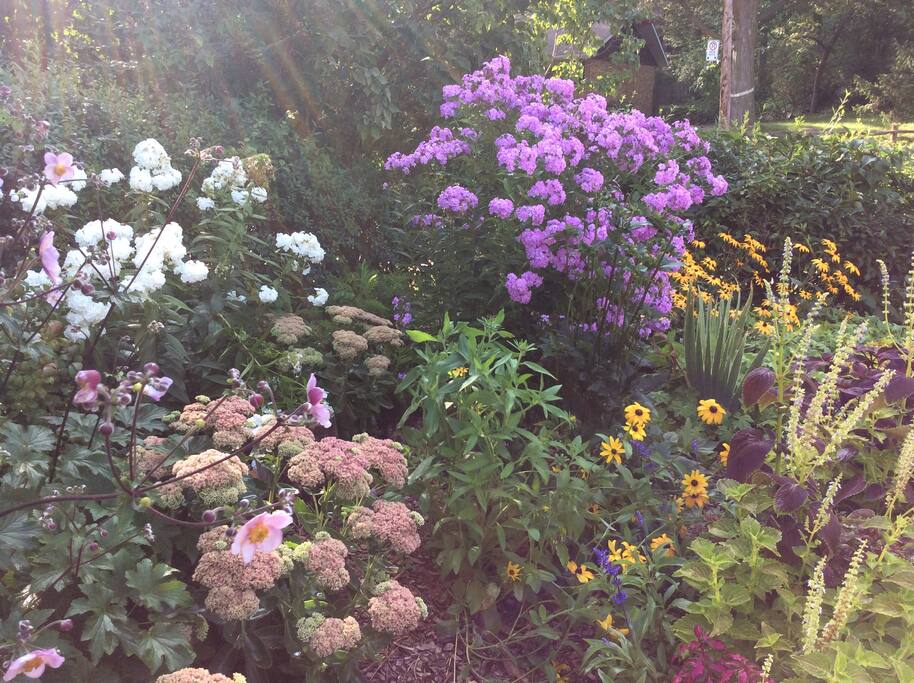Front garden in August 2017.