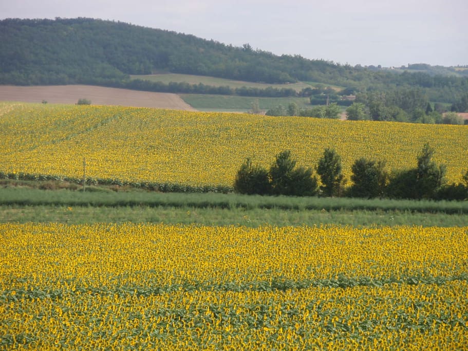 Surrounded by fields of Sunflowers