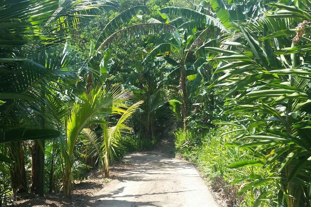 Drive way to tranquility.