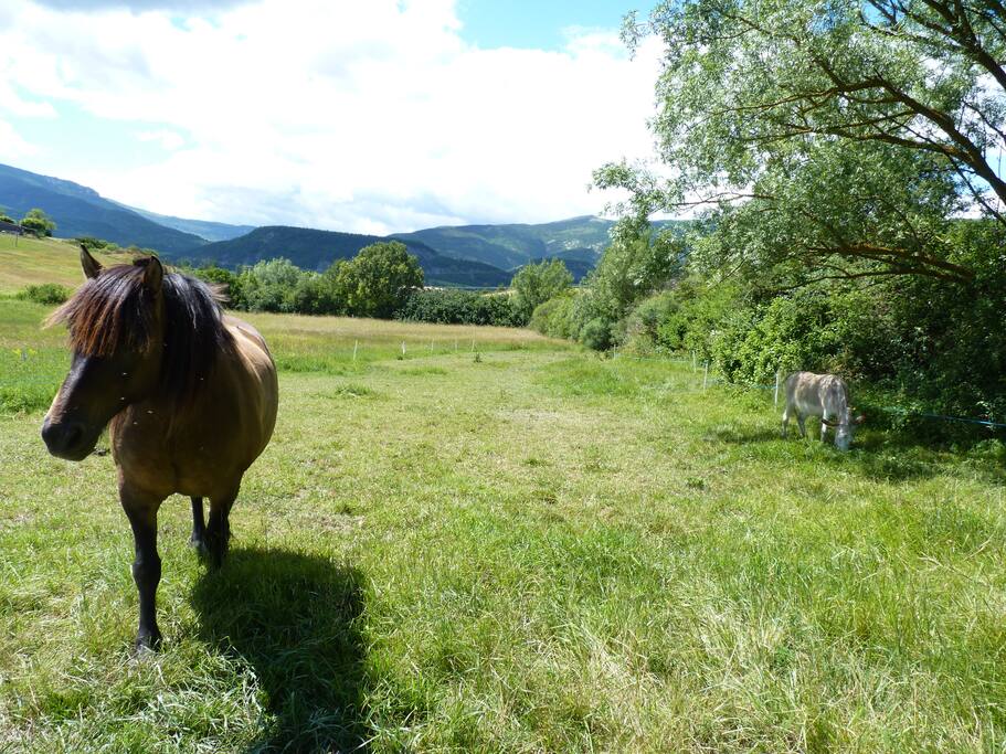 roméo et sonate, le cheval et l'anesse