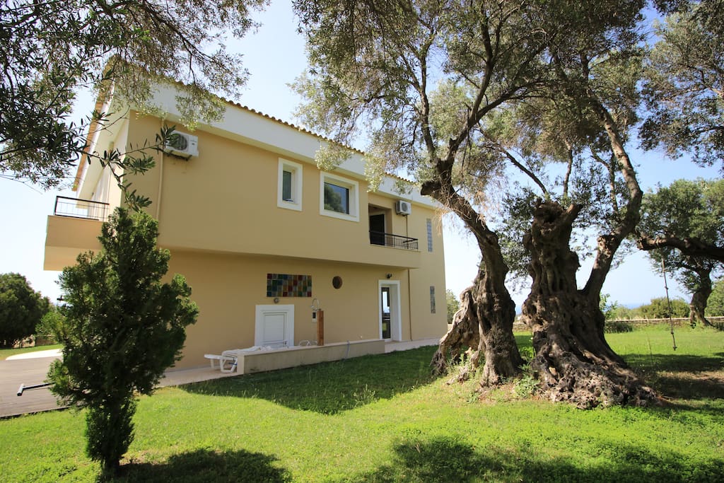 1500-year old olive trees