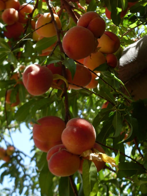 Last year sweet peaches crop in my front yard
