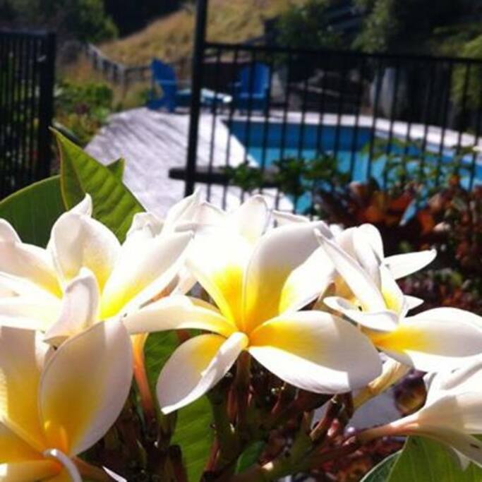 Frangipani by the pool
