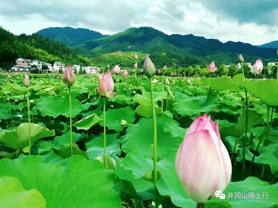 静谧乡村,畅享荷塘月色