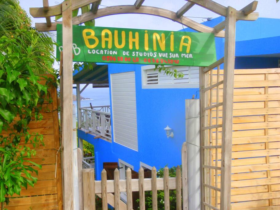 Bienvenue à la Bauhinia