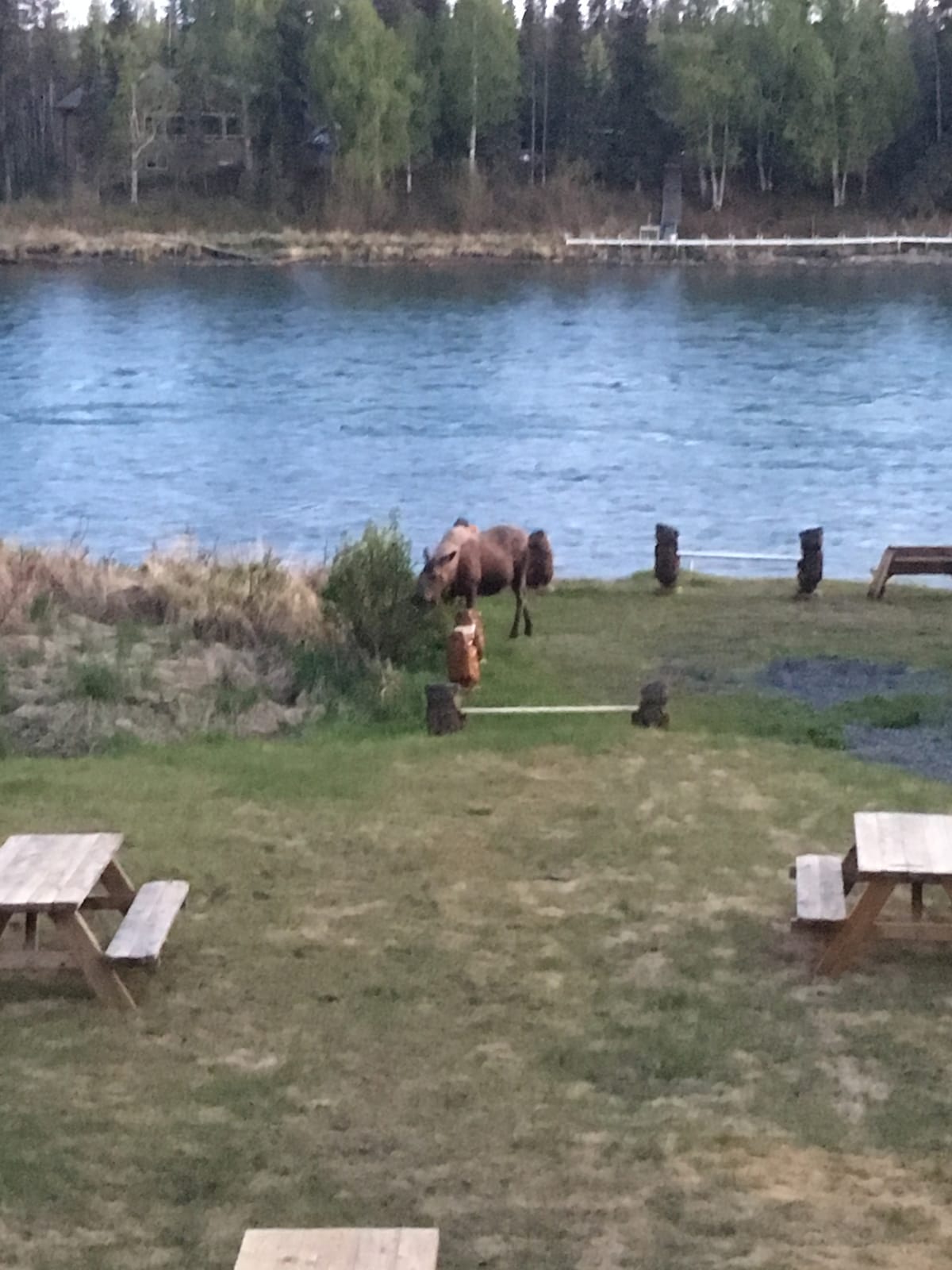 A serene riverside scene features a grazing moose near the water's edge. Wooden seating areas are visible in the foreground, surrounded by grassy terrain. The vibrant blue river contrasts with the greenery of the landscape, creating a peaceful outdoor ambiance.