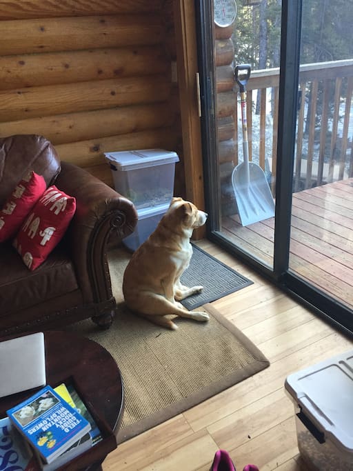 House is dog friendly