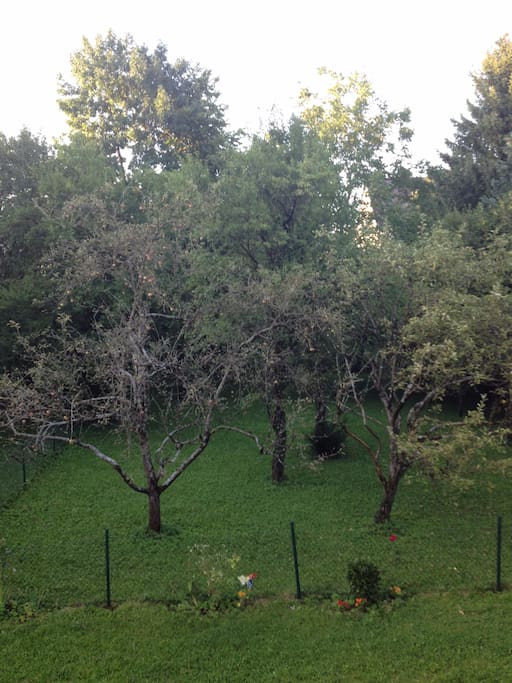 View out of the kitchen window