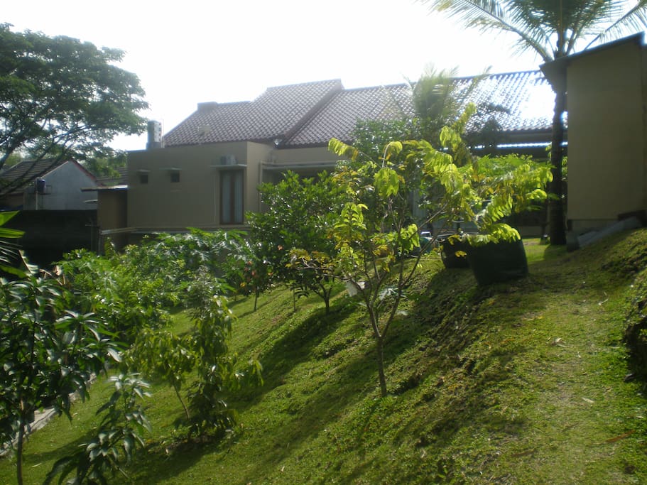 kebun belakang rumah