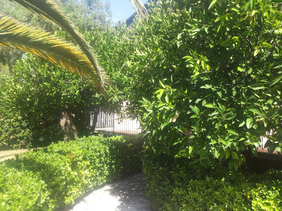 Giardino