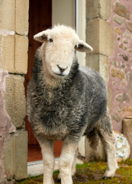 Show full-screen, host-provided image