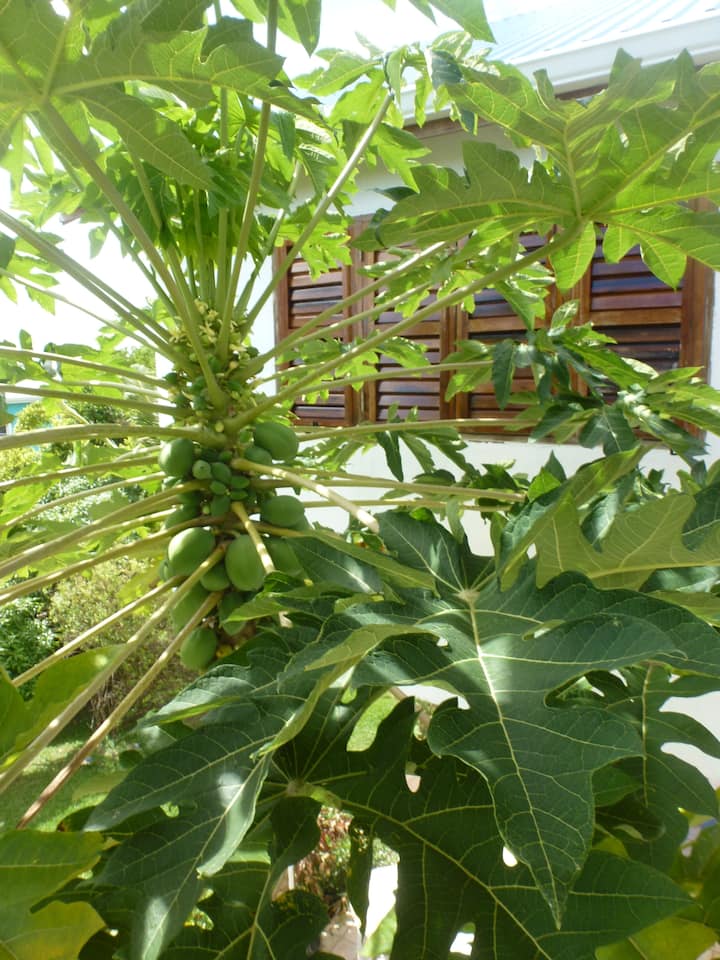 Loft - Papaya fuera de la ventana