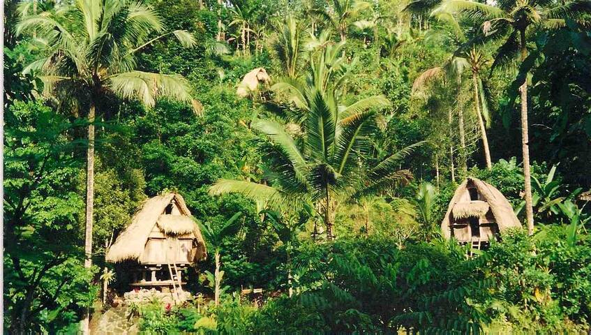 Jungle dreams. Jungle dreams