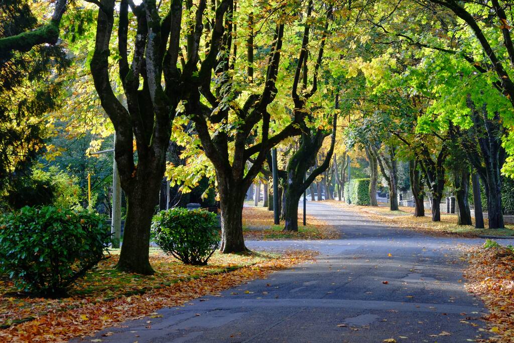 Scenic Street view from your Window.