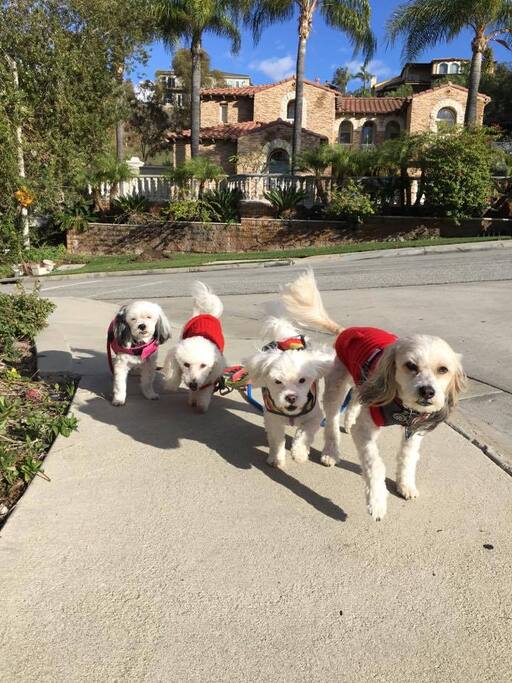 Doggie Walk